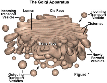 Golgi body