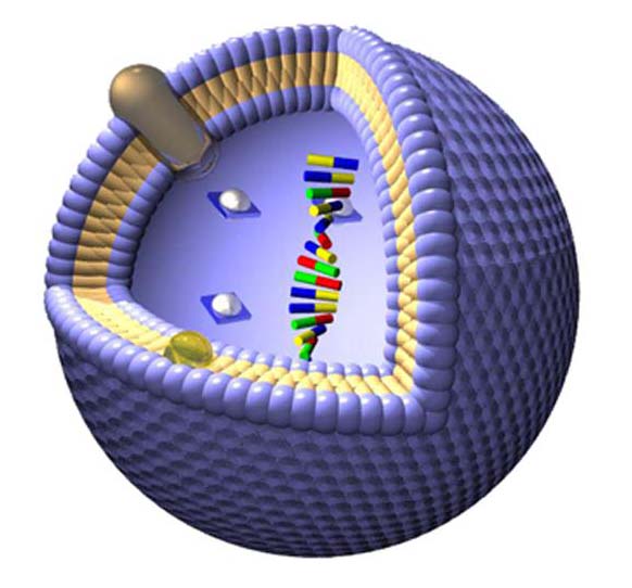 Vesicle