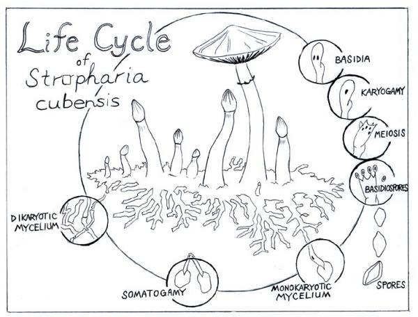 http://www.shroomery.org/images/25319/307127353-shroomlifecycle2.jpg