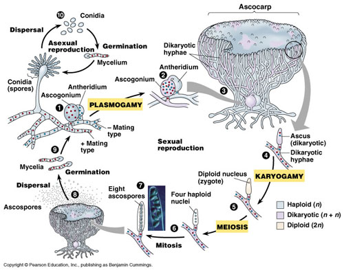 http://www.biology.lsu.edu/heydrjay/1002/Chapter24/lifecycles/Ascomycota.jpg