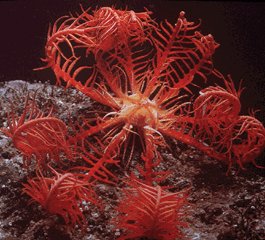 http://www.thaigoodview.com/library/contest2551/science04/119/kingdon_animalia/images/Echinodermata%20(10).jpg