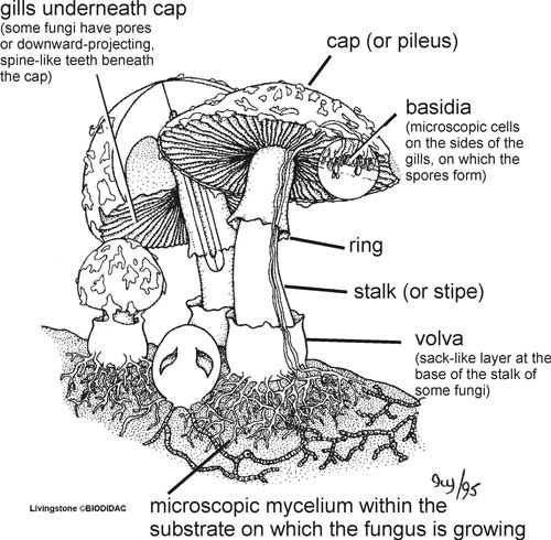 http://fungalguide.landcareresearch.co.nz/Images/MushroomDiagram.jpg