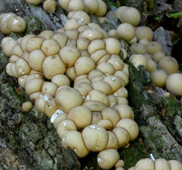 http://www.richard-seaman.com/Fungus/USA/DevilsLake2003/PuffBalls.jpg