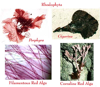 http://www.livesbiology.ob.tc/Rhodophyta.jpg