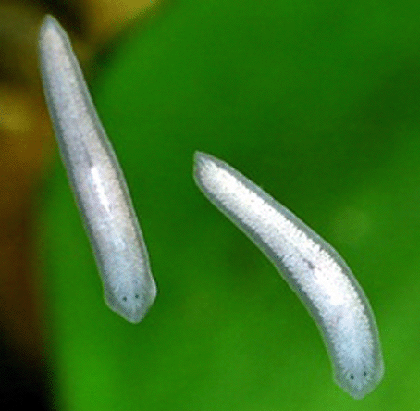 http://www.tomyfarm.com/library/wp-content/uploads/2009/09/Planaria.jpg