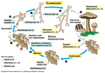 http://fig.cox.miami.edu/Faculty/Dana/basidiomycota.jpg