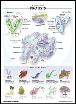 http://www.connecticutvalleybiological.com/images/ch7505.jpg