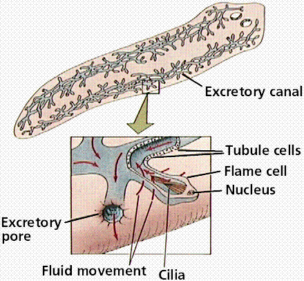 http://www.cartage.org.lb/en/themes/Sciences/Lifescience/GeneralBiology/Physiology/ExcretorySystem/Invertebrate/flatwormexcret.gif