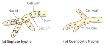 http://www.sema.go.th/files/Content/science/k2/0005/website/fu_01.gif