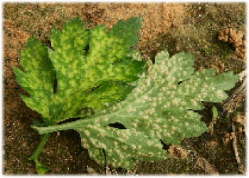 http://agriqua.doae.go.th/plantclinic/clinic/plant/chrysanth/image/pic_whiterust.gif