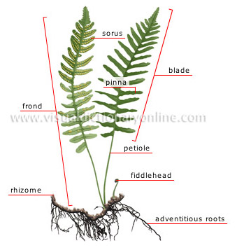 http://visual.merriam-webster.com/images/plants-gardening/plants/fern/structure-fern.jpg
