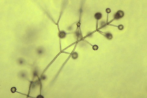 http://www.cals.ncsu.edu/course/pp728/alboatrum/verticillium_conidia_conidiophore.jpg