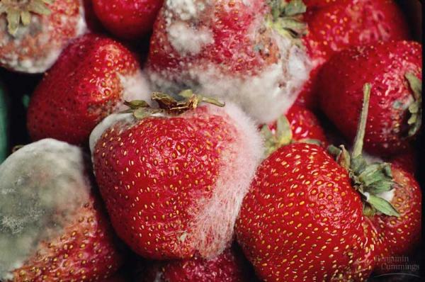 Rhizopus sp. growing on strawberries.