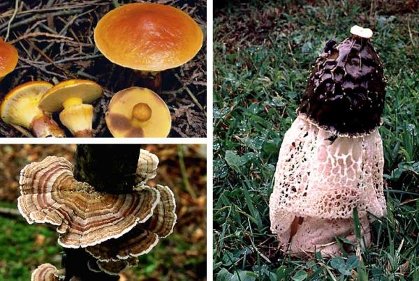 Some examples of Basidiomycota 