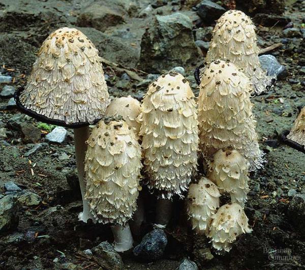 Coprinus sp.