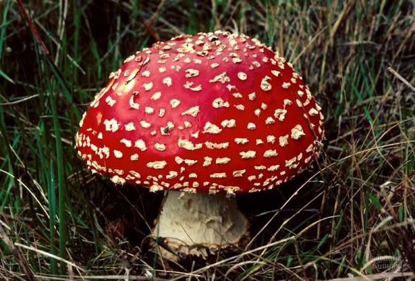 Amanita sp.