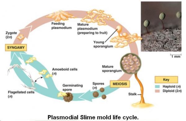  plasmodial slime molds 