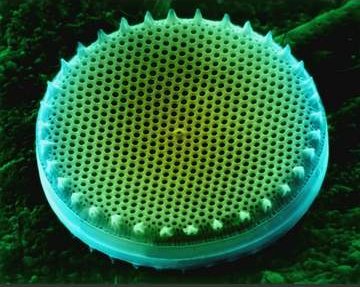 Diatom