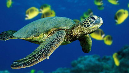 ที่มาภาพ http://wallpapers.free-review.net/15__Sea_Turtles.htm