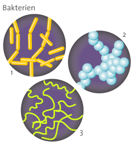 รูปร่างหลักของแบคทีเรีย