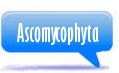 Ascomycota