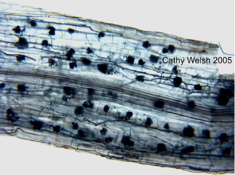 Arbuscular Mycorrhiza