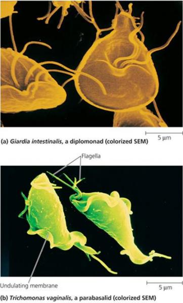 Diplomonads and Parabasalids 