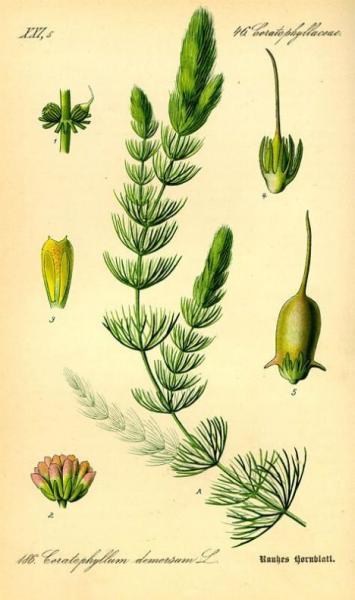 Hornwort