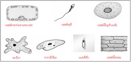 เซลล์ต่างๆ