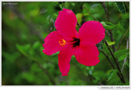 ดอกไม้ประจำชาติของมาเลเซีย