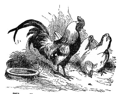 http://www.litscape.com/images/Aesop/The_Cock_and_the_Jewel.jpg