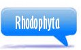 Rhodophyta 
