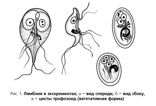 Giardia intertinalis 