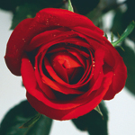 Deep red Rose.jpg