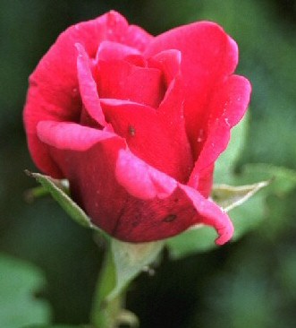Full red Rose.jpg