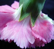 Pink Carnation.jpg