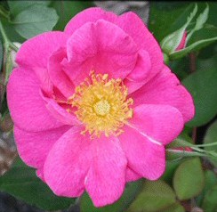 Thornless Rose.jpg