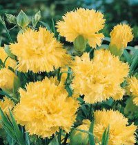 Yellow Carnation.jpg