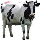 milk cow_01.jpg