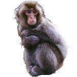 monkey_1.jpg