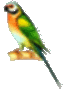 b_parrot_green_1.gif